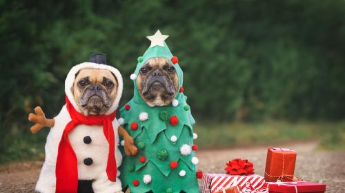 christmas-jokes-1671219757_1703551782.jpg