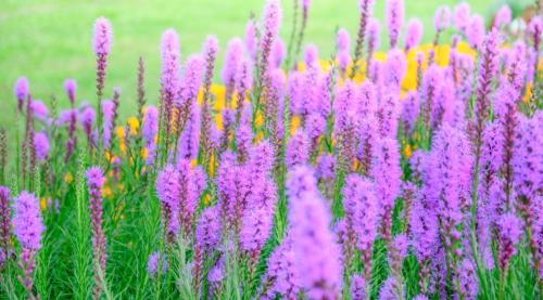 close-up-dense-blazing-star-1200x667-1_1758858121.jpg