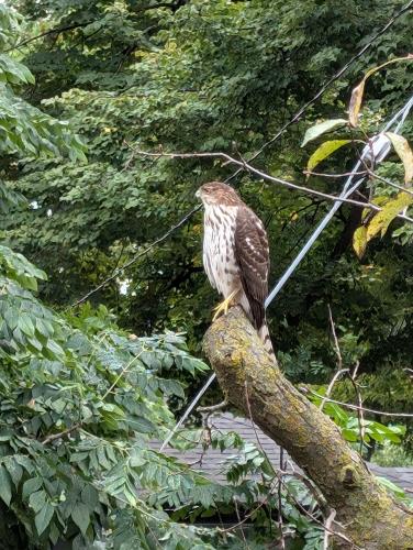 cooper-hawk_1757261040.jpg