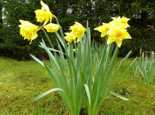 daff_1678731150.jpg
