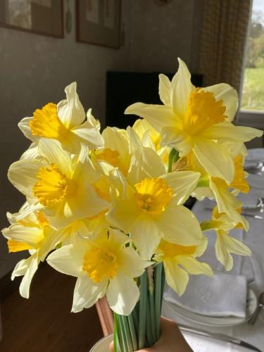 daffodil-aesthetic_1712676181.jpeg
