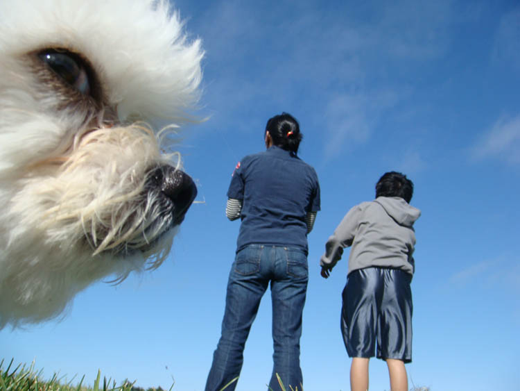 dog_1633027146.jpg