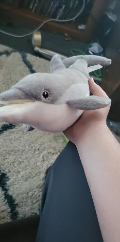 dolphin_1713211970.jpg