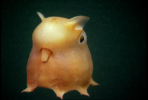 dumbo-octopus-1_1714453179.jpg