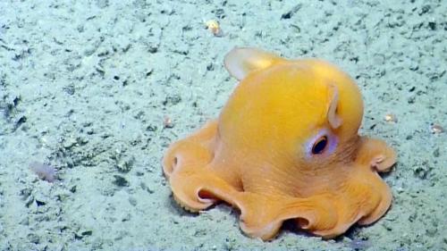 dumbo-octopus_1726872596.jpg