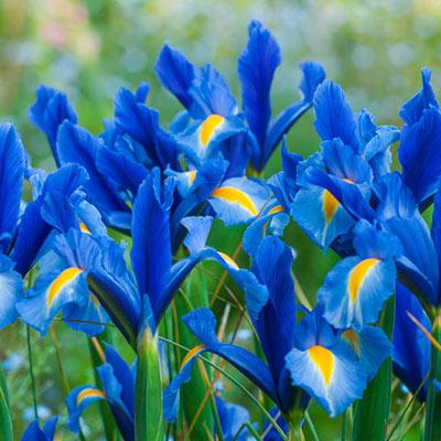 dutchsapphireiris_1686109792.jpg