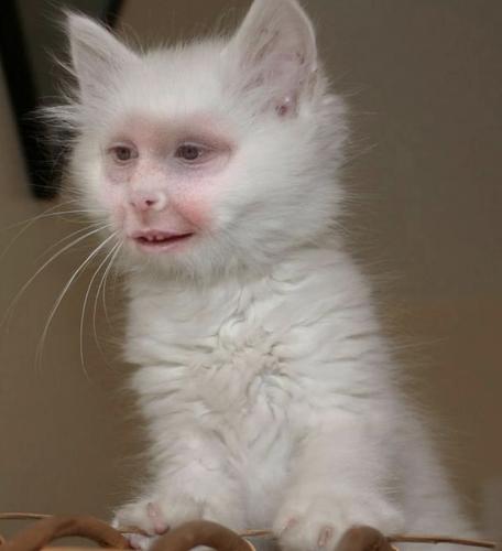 faceswap-13_1759290962.jpeg