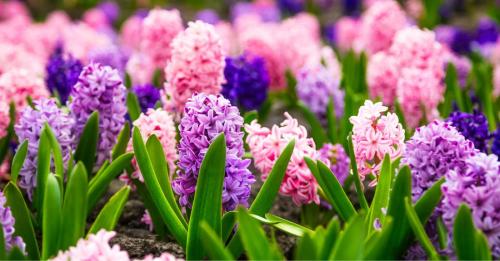 flower-garden-1_1755213671.jpg