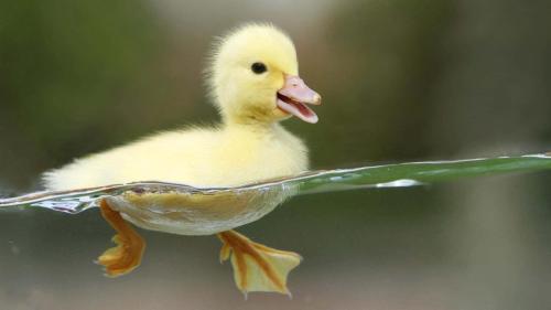 funny-duck-pictures-kj3noxe8tw018qaz_1745133970.jpg