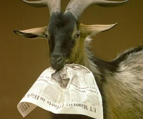 goat-eating-newspaper_1711719339.jpg