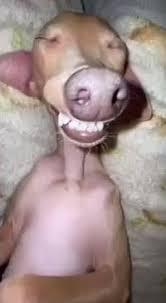 goofy-dog_1700966301.jpeg