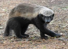 honey-badger_1713840936.jpeg