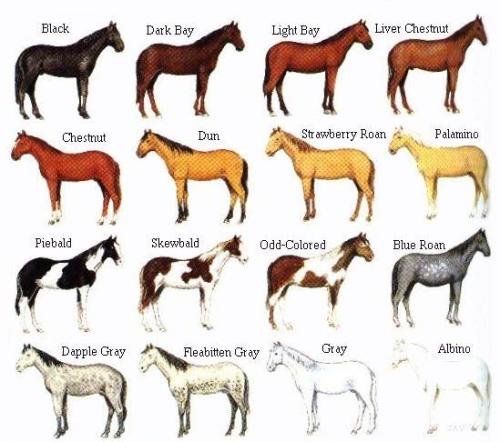 horse_1713587678.jpeg