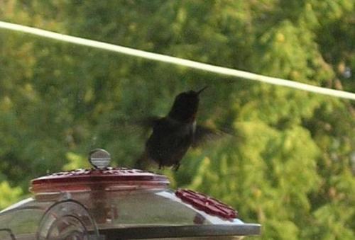 humming-bird-in-flight_1736130735.jpg