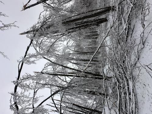 ice-storm-5_1744234499.jpg