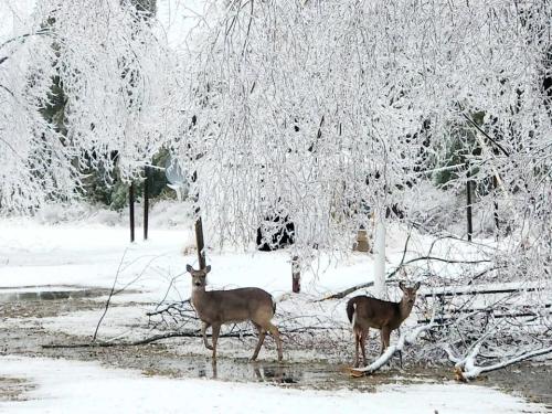ice-storm4_1744234446.jpg