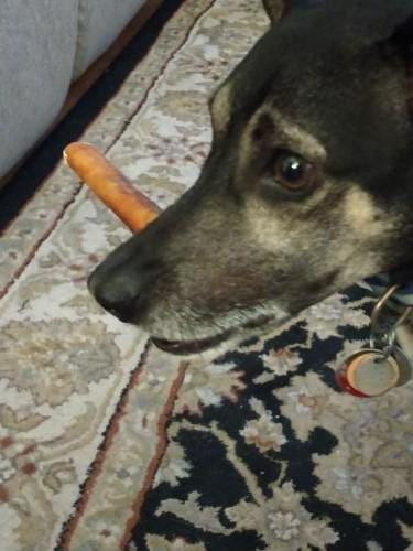image-dog_1680826115.jpg