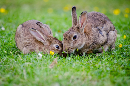 image_1680568491.png