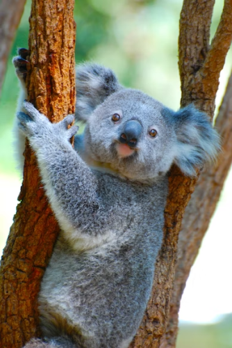 image_1683091019.png