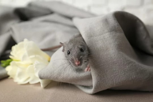 image_1693096249.png