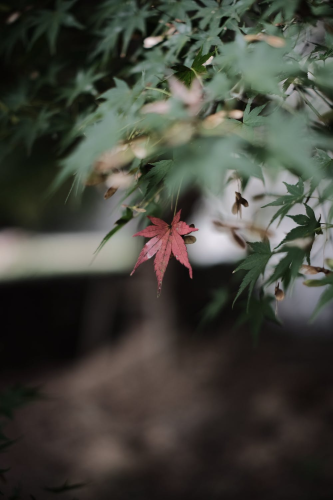 image_1693288992.png