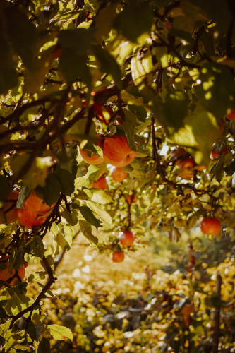 image_1693910682.png