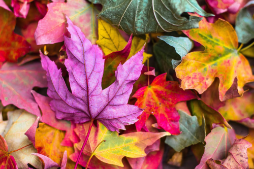 image_1695249444.png