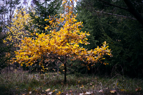 image_1696205245.png