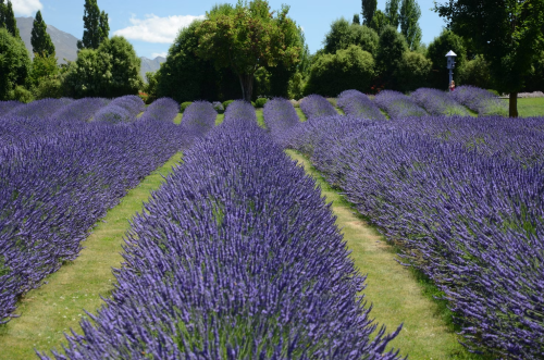 image_1700252562.png