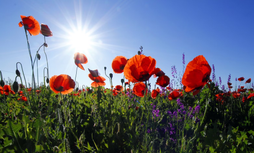 image_1705275822.png