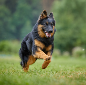 image_1705446045.png