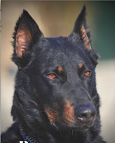 image_1706889561.png