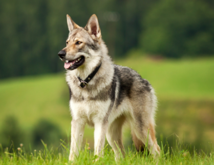 image_1707231307.png