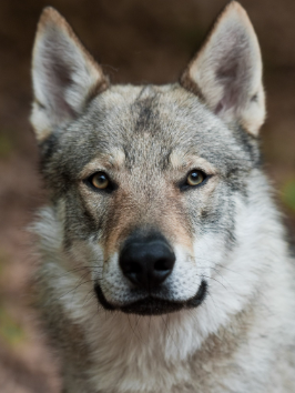 image_1707234151.png