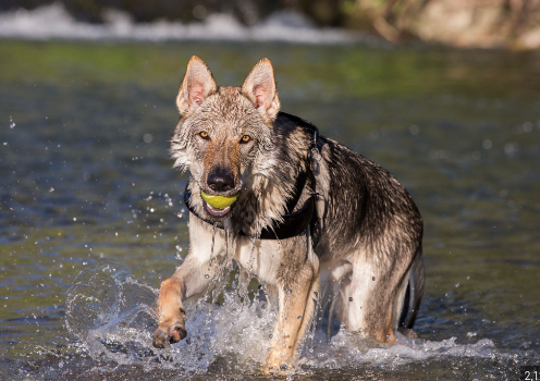 image_1707234609.png