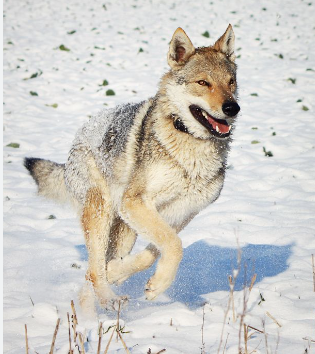 image_1707235132.png