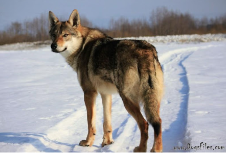 image_1707235728.png