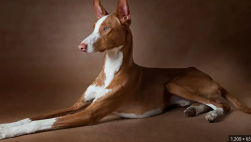 image_1707423070.png
