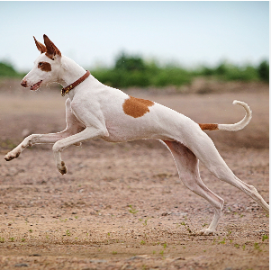 image_1707425279.png