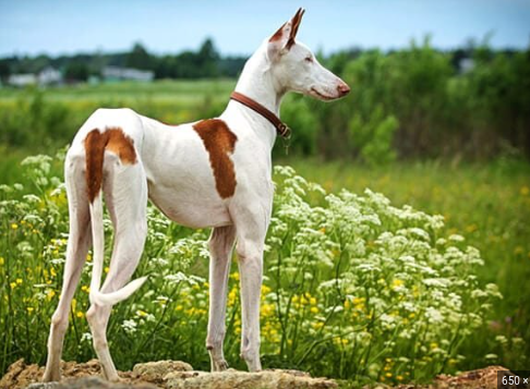 image_1707425383.png