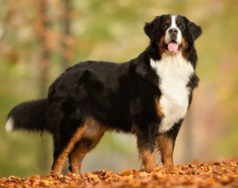 image_1708556239.png