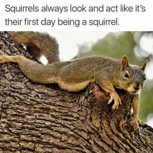image_1708708286.png