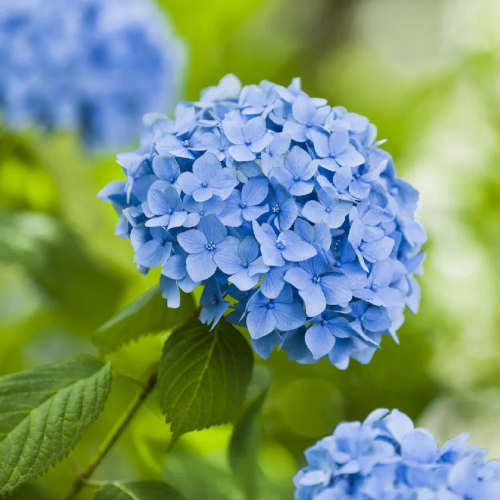image_1709496063.png