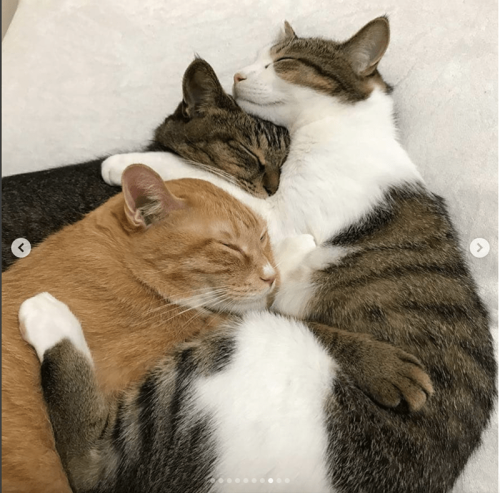 image_1711457941.png