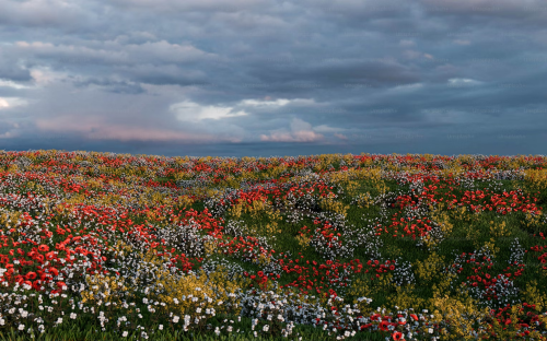 image_1721410604.png