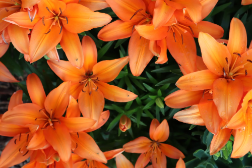 image_1727050111.png