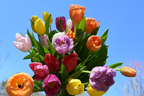 image_1746131406.png