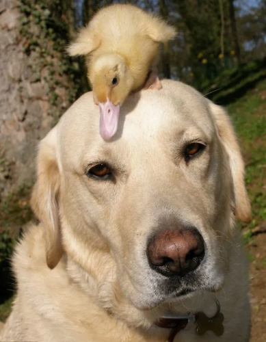 image_1746539869.png
