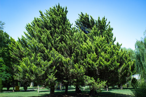 image_1747268917.png