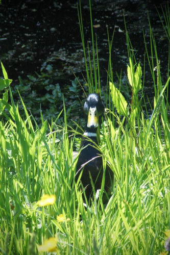 image_1749767777.png